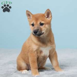 Tillie, Shiba Inu Puppy